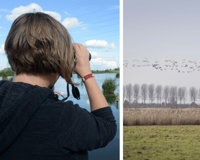 Vogels spotten collage