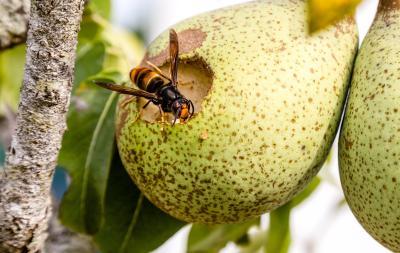 Aziatische hoornaar voedt zich met peer